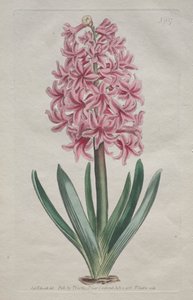 Sergilenen Botanik Dergisi veya Çiçek Bahçesi: Garden Hyacinth by Thomas Curtis