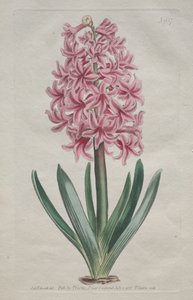 Sergilenen Botanik Dergisi veya Çiçek Bahçesi: Garden Hyacinth, 1806. by Thomas Curtis