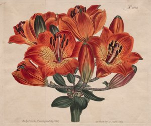Sergilenen Botanik Dergisi veya Çiçek Bahçesi: ...Orange-Lily, 1807. by Thomas Curtis
