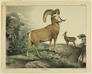 argali by Thomas Doughty