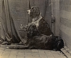 Thomas Eakins Köpekleri, 1884 by Thomas Eakins