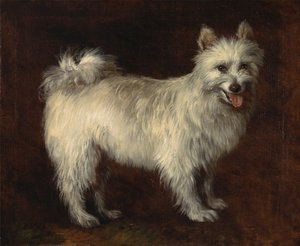 Spitz Dog,Bir Köpek, ca. 1765. by Thomas Gainsborough