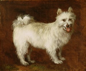 Spitz Dog, c.1760-70 (tuval üzerine yağlı boya) by Thomas Gainsborough