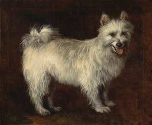 Pomeranya köpeği