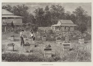 Queensland Arı Kovanı by Thomas Harrington Wilson