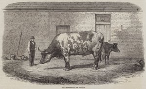 Avustralyalı Öküz Tooran by Thomas Harrington Wilson