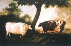 İki Kısa Boynuzlu Sığır by Thomas Harrington Wilson