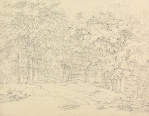 Ashtead Park, Surrey'deki Ağaçlar