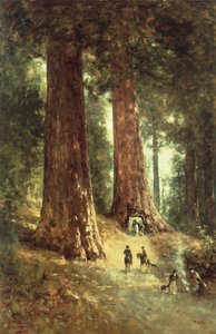 Redwoods