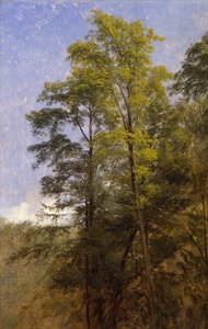 Ağaç Çalışması, Catskill Clove, N.Y.