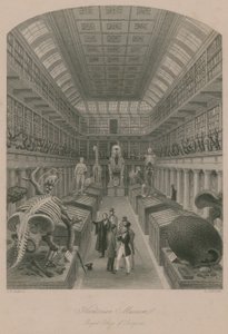 Hunterian Müzesi, Kraliyet Cerrahlar Koleji, Londra by Thomas Hosmer Shepherd