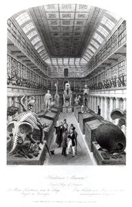 Hunterian Müzesi, Edward Radclyffe tarafından kazınmış 
