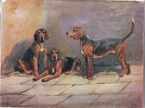Köpekler, "Hounds"dan bir örnek