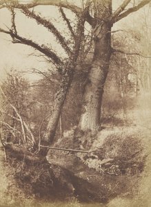 Ağaçlar, 1854-57. by Thomas Keith
