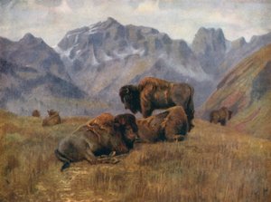Yaz mevsiminde bufalo, Bow Range