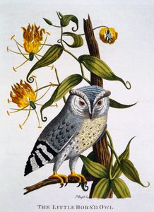 Küçük Boynuzlu Baykuş, 