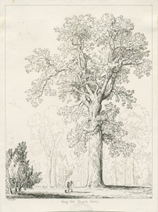 Blithfield - King Oak : kalem ve mürekkeple çizim by Thomas Peploe Wood