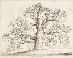 Blithfield - Squitch Oak : kalem ve yıkama, 1837 by Thomas Peploe Wood