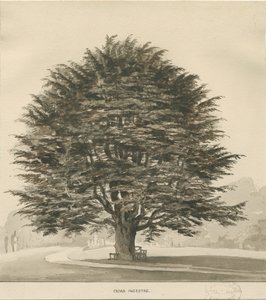 Ingestre - Sedir ağacı: sepya çizimi, nd [?1838]