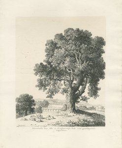 Shugborough Park - Dişbudak: kalem ve mürekkeple çizim by Thomas Peploe Wood
