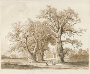 Teddesley Hall - Oak Trees: karakalem ve yıkama çizimi, nd [Kasım 1842] (çizim)