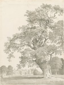 Tixall - Oak Tree: kalem ve yıkama çizimi by Thomas Peploe Wood
