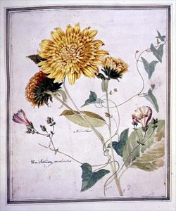 Helianthus ve Convolvulus (kağıt üzerine sulu boya)