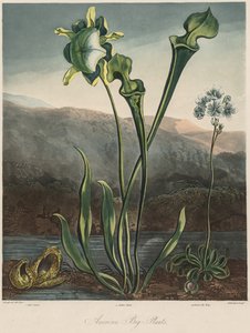 Flora Tapınağı: Amerikan Bataklık Bitkileri. by Thomas Sutherland