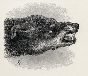 Hırıltılı köpek başkanı, Charles Darwin