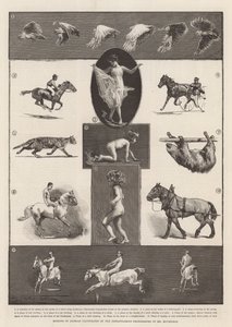 Bay Muybridge