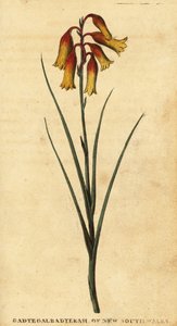 Noel çanları, Blandfordia nobilis., 1800 (gravür)