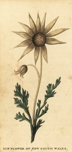Flanel çiçeği, Actinotus helianthi. ,1800 (gravür)