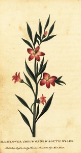 Yeni Güney Galler Gilliflower çalı. ,1800 (gravür)