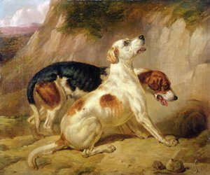 Tilki Av Köpekleri, Tilki Dünyaya Gitti