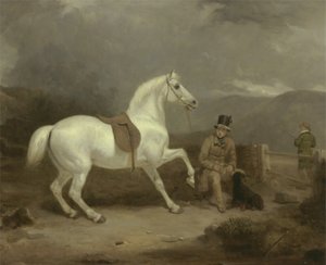 Bay Johnstone King