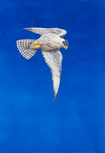 Peregrine Falcon (kağıt üzerine sulu boya ve guaj boya)