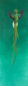 Quetzal (kağıt üzerine sulu boya ve guaj boya) by Tim Hayward