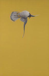 Sarı Durak by Tim Hayward