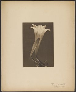  by Tina Modotti