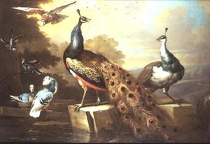 Peacock ve Pea Chicken Peyzajda