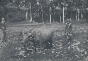 Pirinç Yetiştiriciliği, 1924
