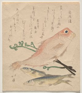 Pembe çipura (shiro-amadai) ve iki küçük alabalık (ai) by Totoya Hokkei