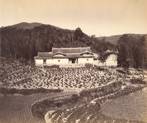 Teafield & Josshouse, Peling, yak. 1869. by Tung Hing.