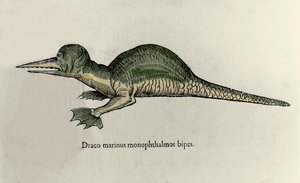 Bir deniz ejderhasının temsili. Ulisse Aldrovandi