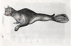 Ulisse Aldrovandi (1522-1605), Ulisse Aldrovandi fonds, University Library of Bologna, ed. 1603.