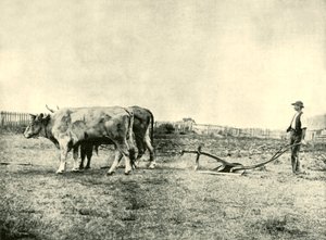 Bir Bullock Pulluk Ekibi, 1901. by Unbekannt