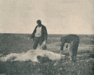 Ren Geyiği Adasında Ölü Bir Ayı 21 Ağustos 1893, 1893 1897 by Unbekannt