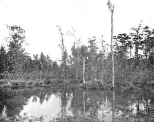 Louisiana bataklığı, ABD, c1900. by Unbekannt