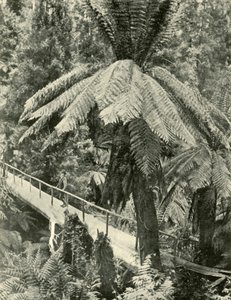 Rustik Bir Köprü, 1901. by Unbekannt