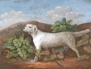Bir Pasör: Sola Bakmak, Solda Dulavratotu Arasında Saklanan Keklik, yaklaşık. 1805. by Unbekannt